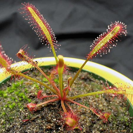 Drosera Capensis