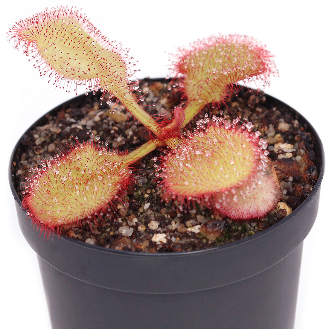 Drosera Andrómeda