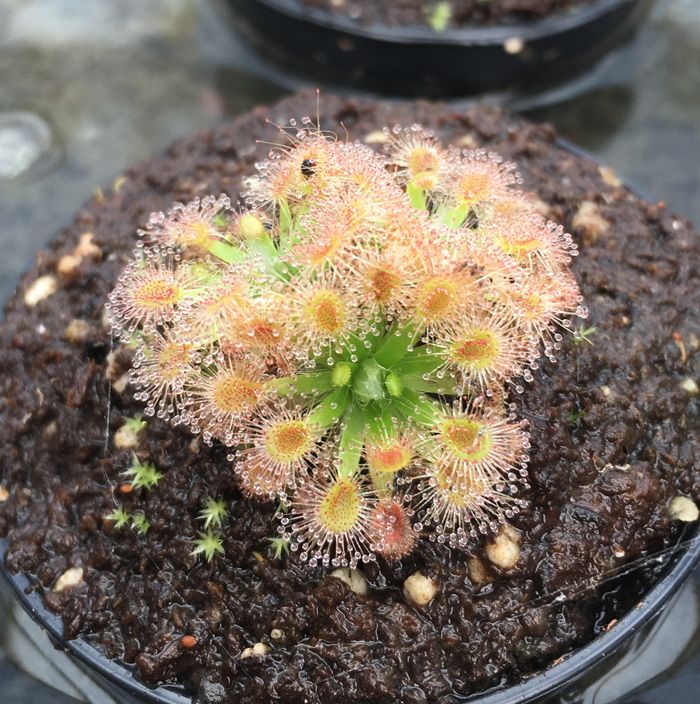 Drosera Pulchella