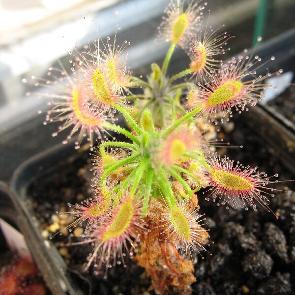 Drosera Scorpioides