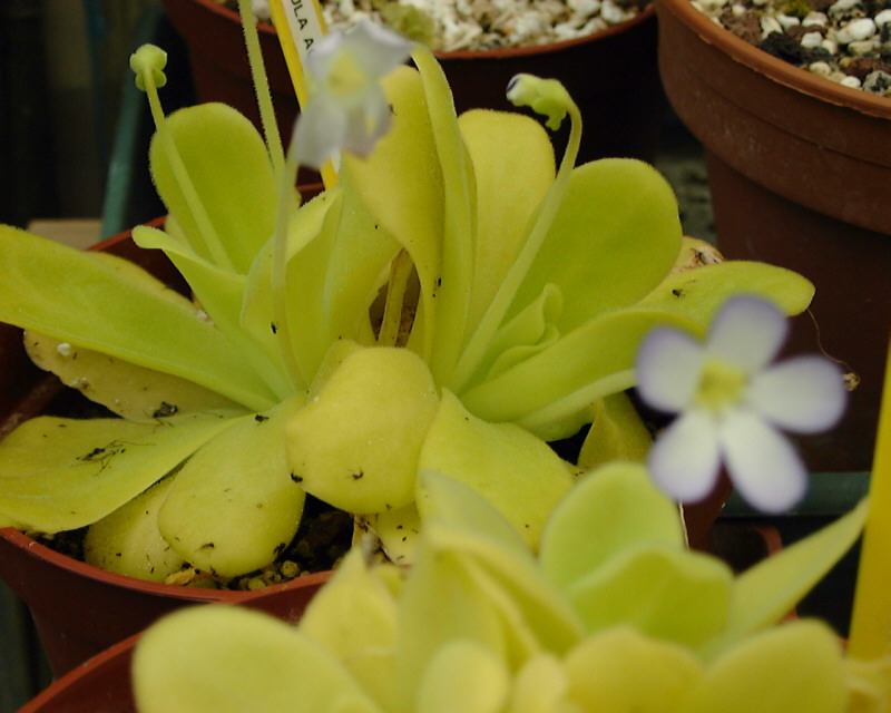 Pinguicula Agnata