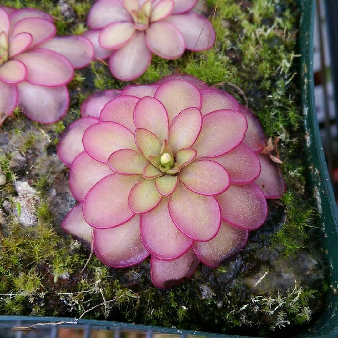 Pinguicula Hemiepiphytica