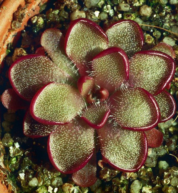 Pinguicula Kondoi