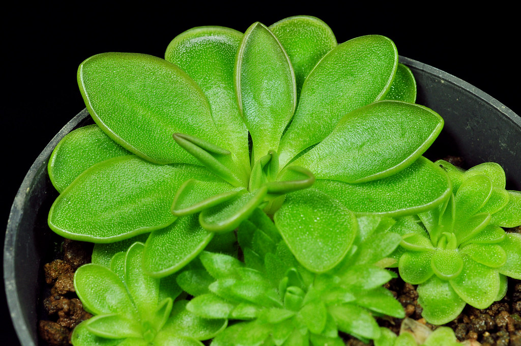 Pinguicula Neovolcanica