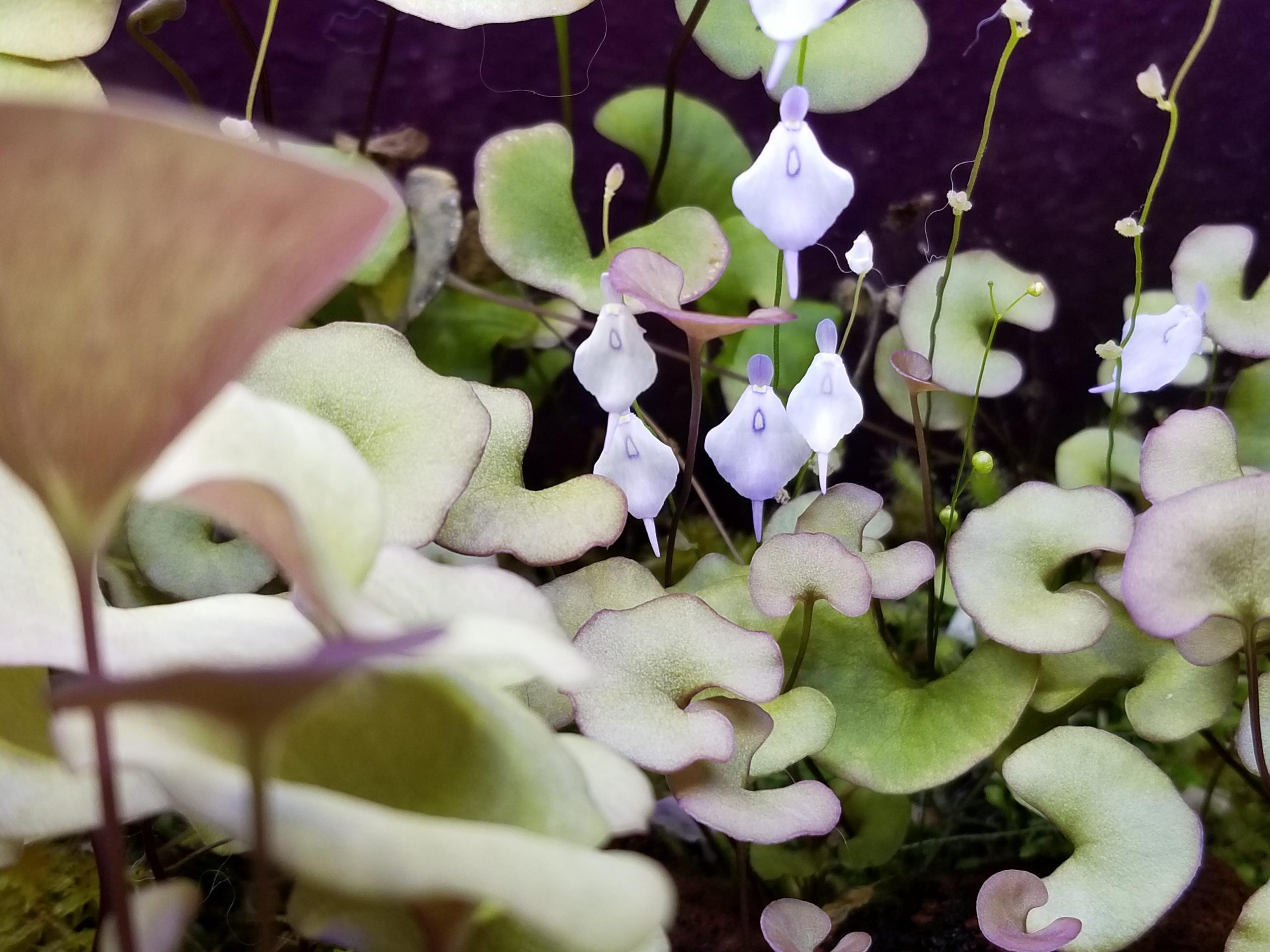 Utricularia Pubescens