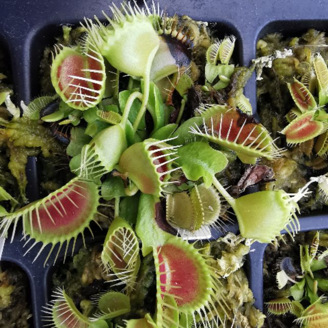 Venus Funnel trap
