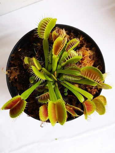 Venus Atrapamoscas