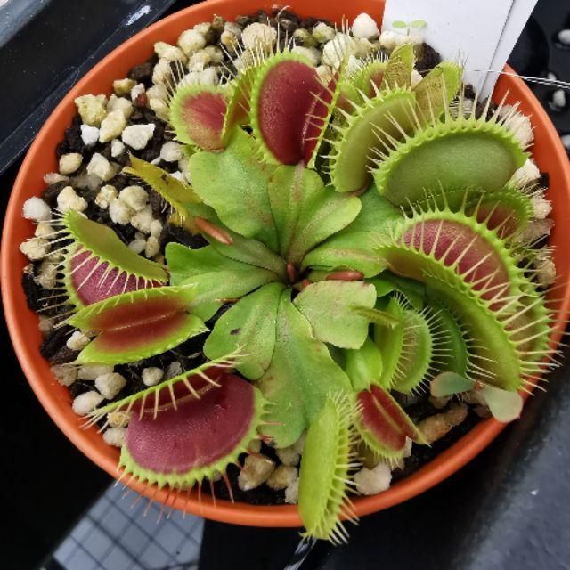 Venus Big Mouth