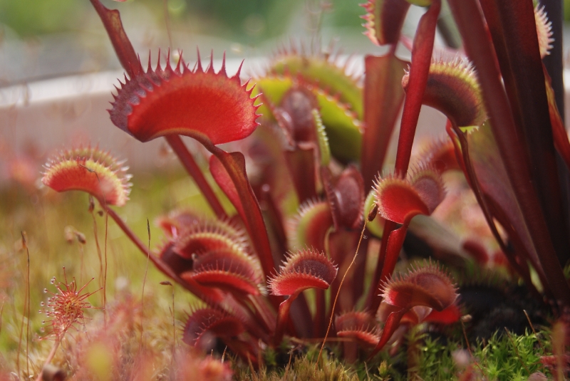 Venus Red Dentate