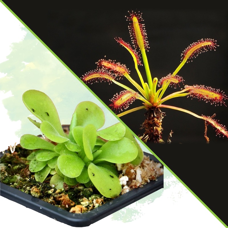 Promo - Pinguicula y drosera