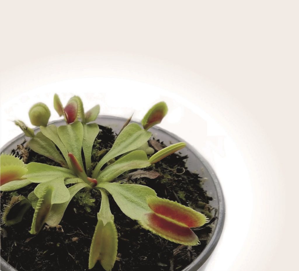 Plantas carnívoras Mundo Venus
