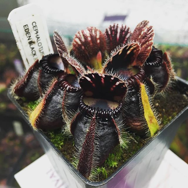 Cephalotus