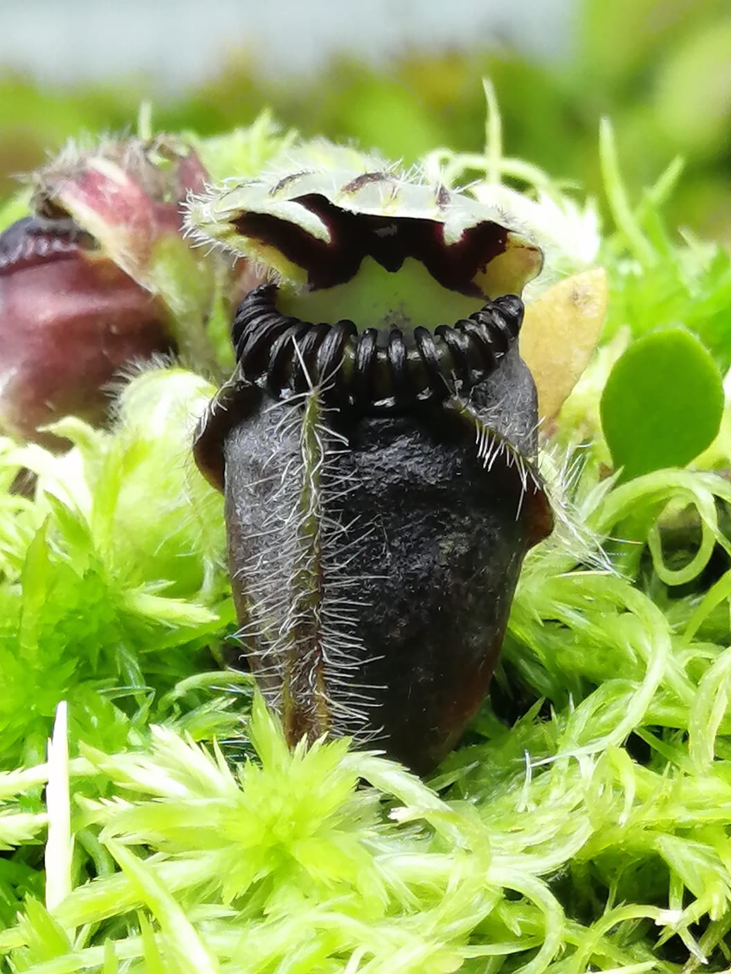 Cephalotus folicullaris big boy