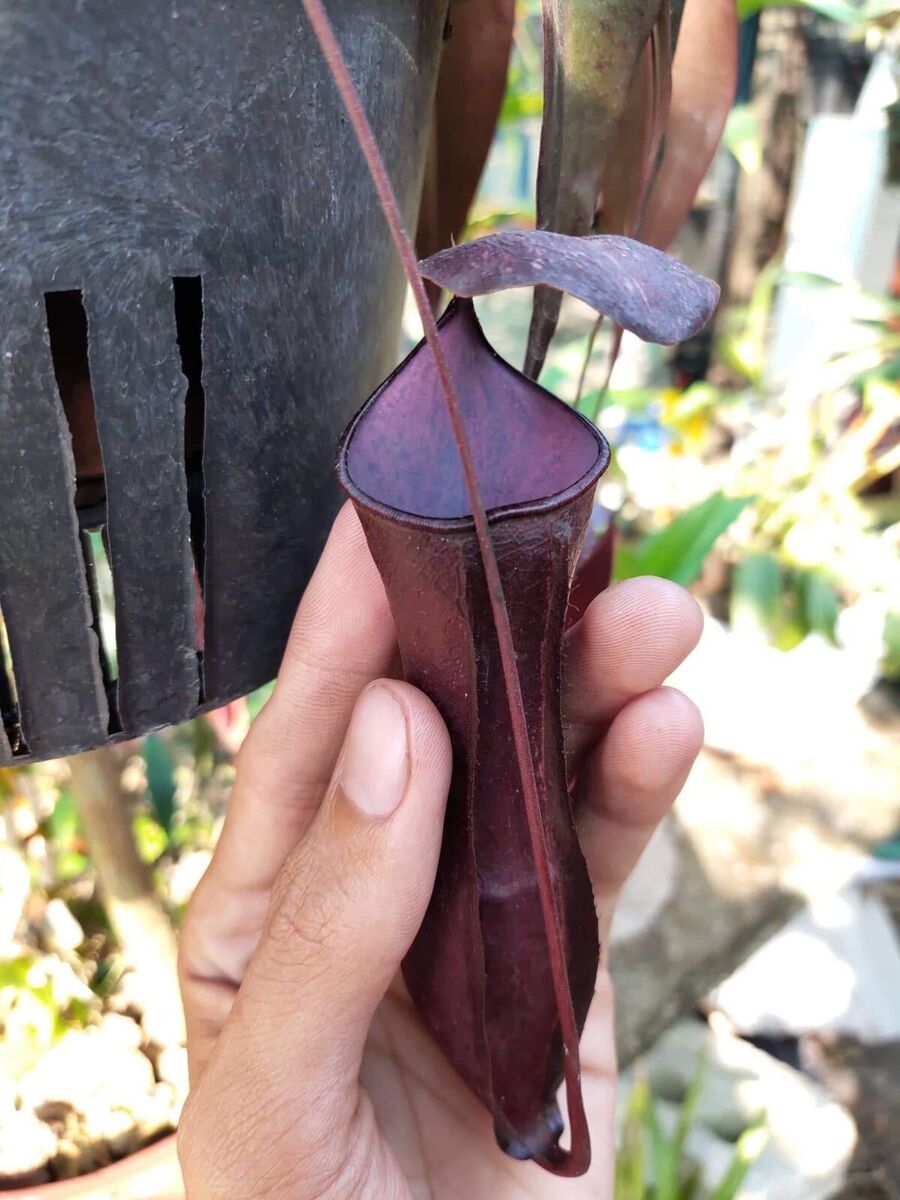 Nepenthes Mirabilis Black