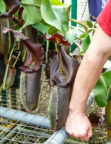 Nepenthes Nebularum