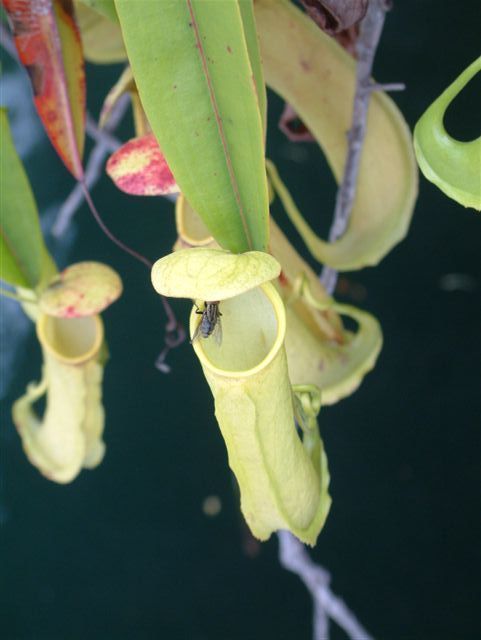 Nepenthes SP