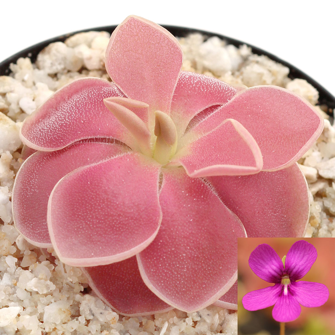 Pinguicula Wesser