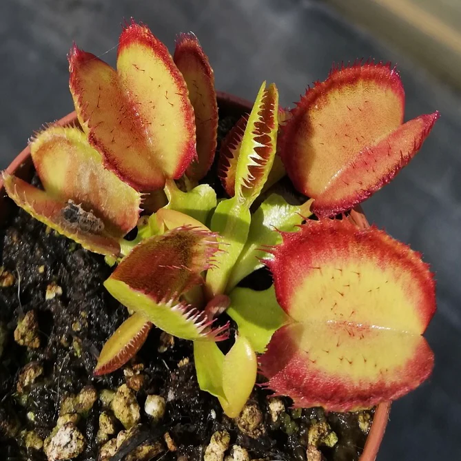 Venus carboni ardenti