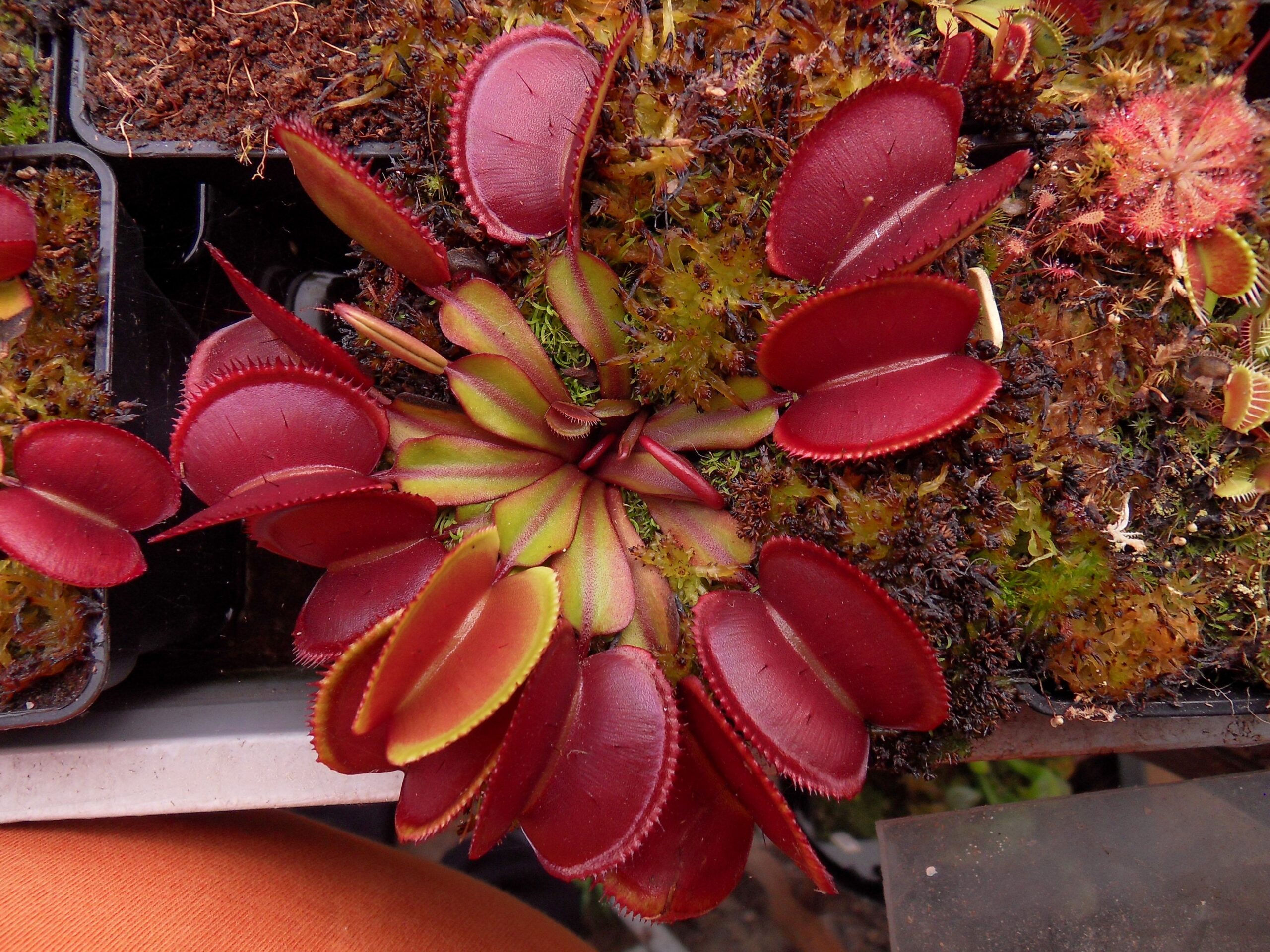 Venus red micro teeth